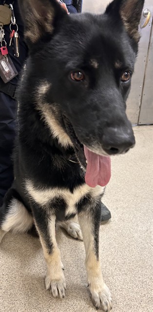 Shelter Stray Male Dog last seen Near BLOCK CARMELITA AVE, CORONA, CA, 6851 Van Buren Boulevard, Jurupa Valley, CA 92509, USA