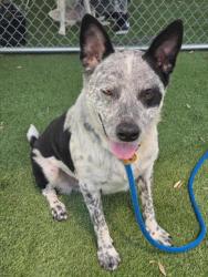 Shelter Stray Male Dog last seen , 1850 W 60th St, Los Angeles, CA 90047, USA