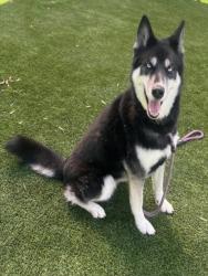 Shelter Stray Female Dog last seen , 1850 W 60th St, Los Angeles, CA 90047, USA