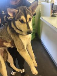 Shelter Stray Female Dog last seen , 1850 W 60th St, Los Angeles, CA 90047, USA