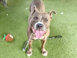 Shelter Stray Male Dog last seen , 11361 W Pico Blvd, Los Angeles, CA 90064, USA