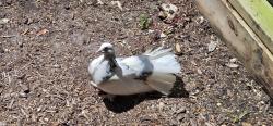 Found/Stray Unknown Bird last seen Oak Ridge Road and John Young Parkway, Orlando, FL 32839