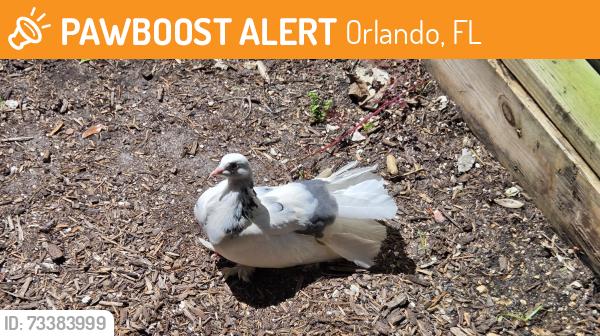 Found/Stray Unknown Bird last seen Oak Ridge Road and John Young Parkway, Orlando, FL 32839