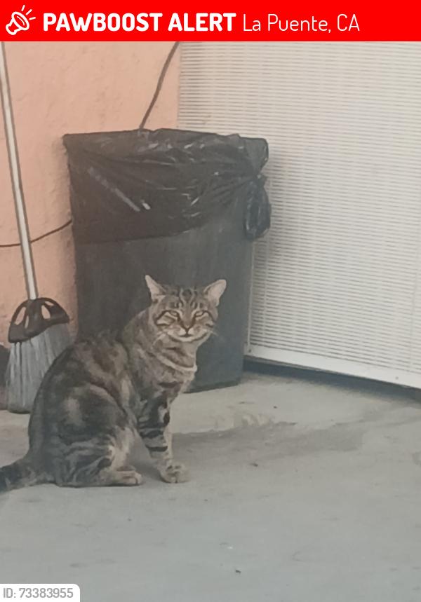 Lost Male Cat last seen Near Dade Ave. La Puente ca 91744, La Puente, CA 91744