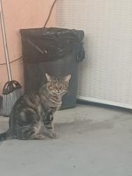 Lost Male Cat last seen Near Dade Ave. La Puente ca 91744, La Puente, CA 91744