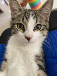 Lost Male Cat last seen Near Denison St, Markham, ON L3R 6W1, Markham, ON 