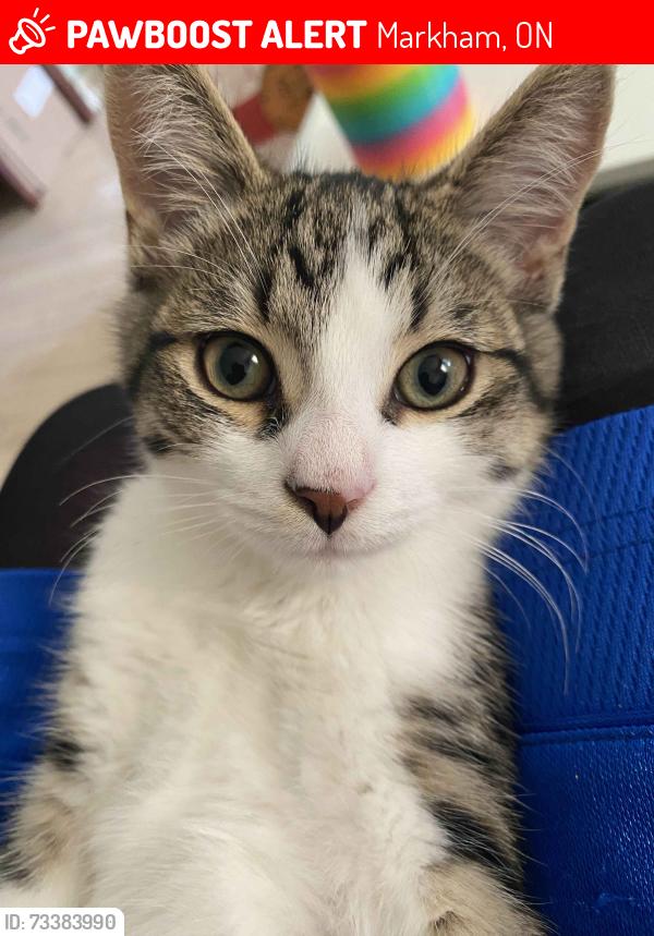 Lost Male Cat last seen Near Denison St, Markham, ON L3R 6W1, Markham, ON 