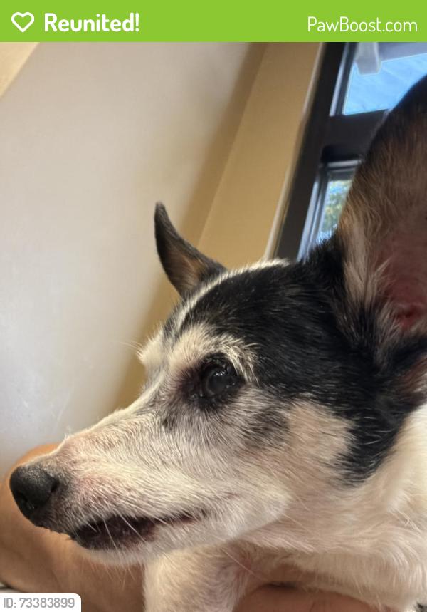 Reunited Male Dog last seen Near Loop Rd Intersection, Hendersonville, NC 28731