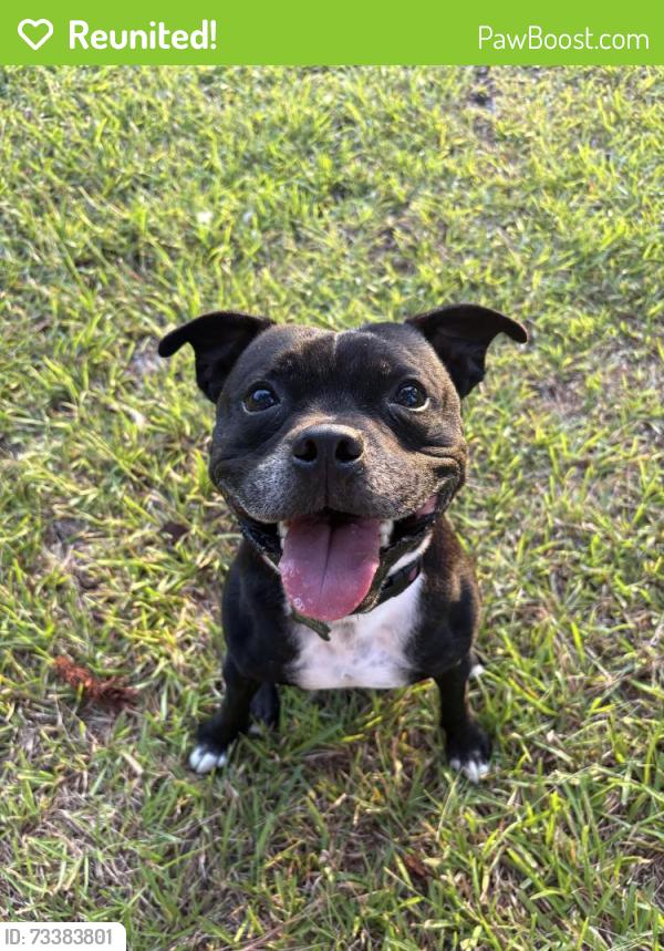 Reunited Male Dog last seen Near Little Refuge Rd, Waleska, GA 30183, USA, Waleska, GA 30183