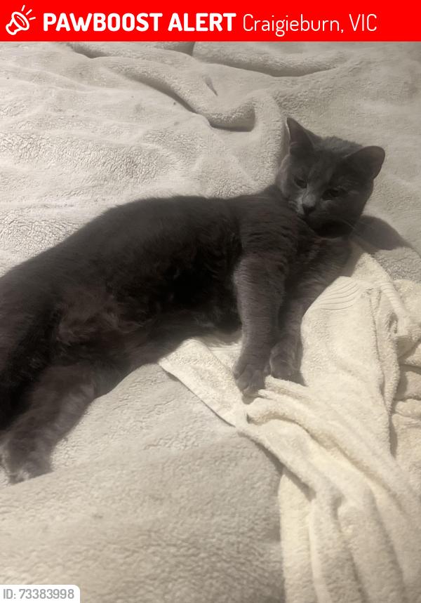 Lost Female Cat last seen 4kennet way craigieburn (last night ), Craigieburn, VIC 3064