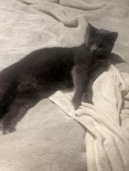Lost Female Cat last seen 4kennet way craigieburn (last night ), Craigieburn, VIC 3064