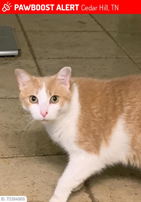 Lost Male Cat last seen Cedar hill, Cedar Hill, TN 37032
