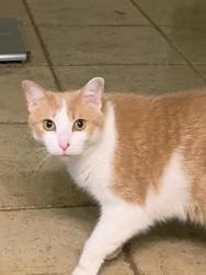 Lost Male Cat last seen Cedar hill, Cedar Hill, TN 37032