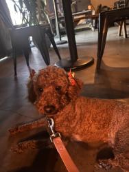 Reunited Female Dog last seen Fishburn, Maywood, CA 90270