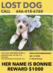 Lost Female Dog last seen beverly blvd and van ness, Los Angeles, CA 90004
