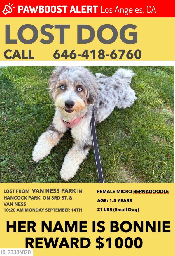 Lost Female Dog last seen beverly blvd and van ness, Los Angeles, CA 90004