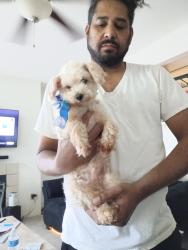 Lost Male Dog last seen Steeplechase apmts, Knoxville, TN 37912