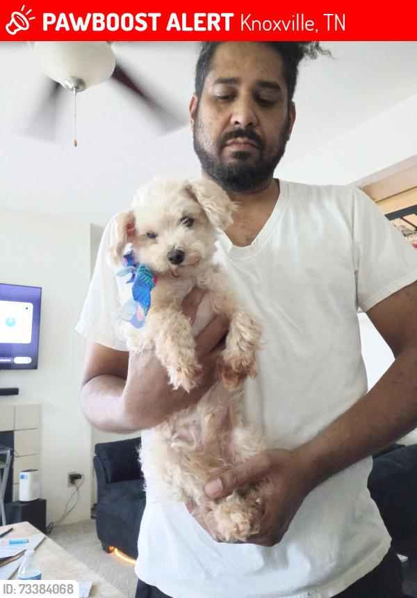 Lost Male Dog last seen Steeplechase apmts, Knoxville, TN 37912