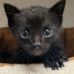 Shelter Stray Female Cat last seen Chisolm Trail / Weesaw, Brazos County, TX, 5359 Leonard Rd, Bryan, TX 77807, USA