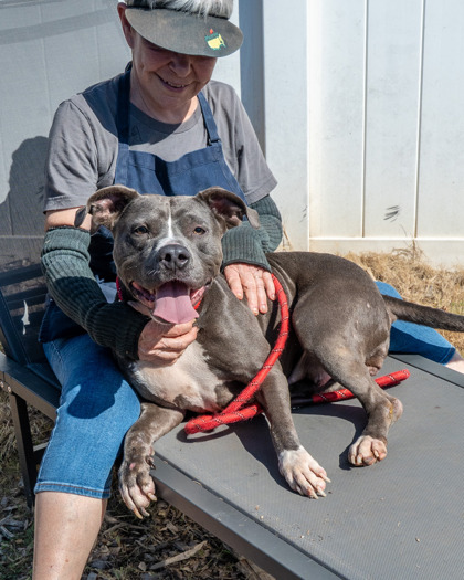 Shelter Stray Female Dog last seen Near PARRISH COURT, 30038, GA, 3280 Chamblee Dunwoody Rd, Chamblee, GA 30341, USA