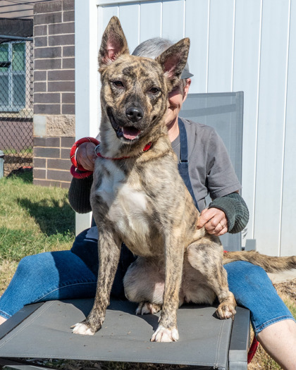 Shelter Stray Female Dog last seen Near Chupp Road, 30038, GA, 3280 Chamblee Dunwoody Rd, Chamblee, GA 30341, USA