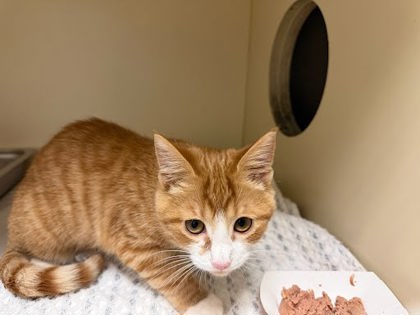 Shelter Stray Unknown Cat last seen Near N Shallowford Rd Atlanta, GA 30341, 30341, GA, 3280 Chamblee Dunwoody Rd, Chamblee, GA 30341, USA