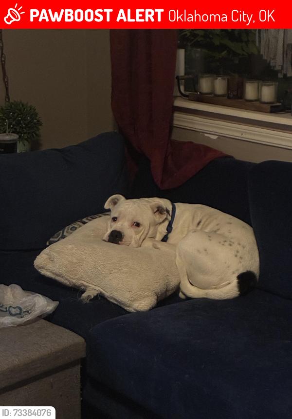 Lost Male Dog last seen OCCC, Oklahoma City, OK 73159
