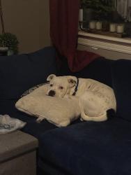 Lost Male Dog last seen OCCC, Oklahoma City, OK 73159