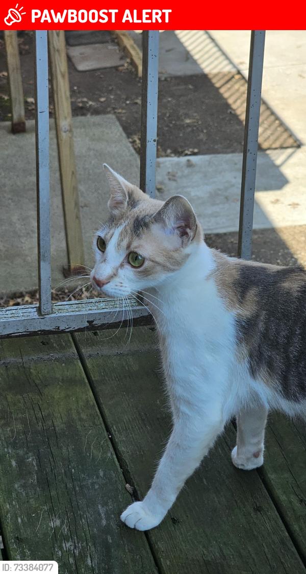 Lost Female Cat last seen The back of walmart, North Brunswick Township, NJ 08901
