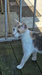 Lost Female Cat last seen The back of walmart, North Brunswick Township, NJ 08901