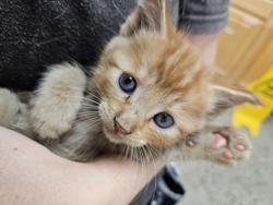 Shelter Stray Male Cat last seen gold center dr, Rancho Cordova, CA, 6201 Florin Perkins Rd, Sacramento, CA 95828, USA