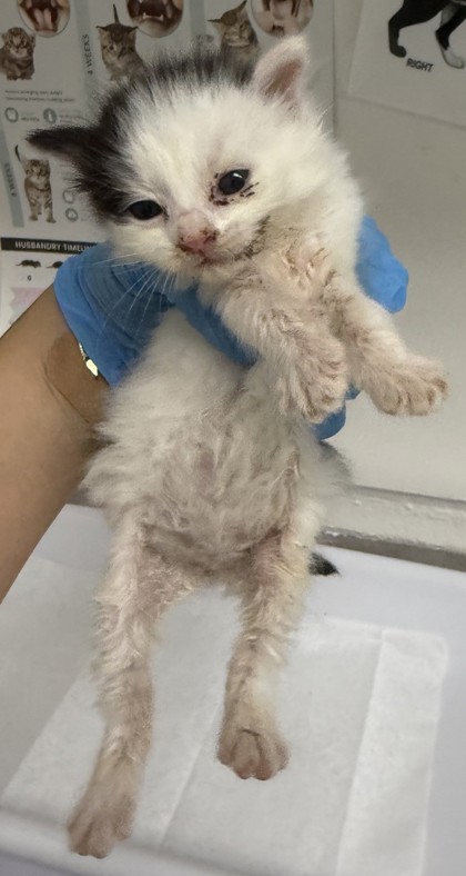 Shelter Stray Female Cat last seen Near 10th St, Oakland, CA, 1101 29th Ave, Oakland, CA 94601, USA