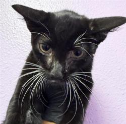 Shelter Stray Male Cat last seen Near maxwell ave, CITY of El Paso, TX, 5001 Fred Wilson Ave, El Paso, TX 79906, USA