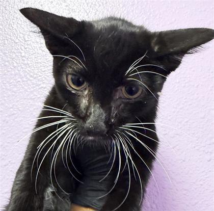 Shelter Stray Male Cat last seen Near maxwell ave, CITY of El Paso, TX, 5001 Fred Wilson Ave, El Paso, TX 79906, USA