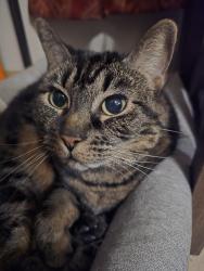 Lost Female Cat last seen Randell drive, Clarksville, TN 37044