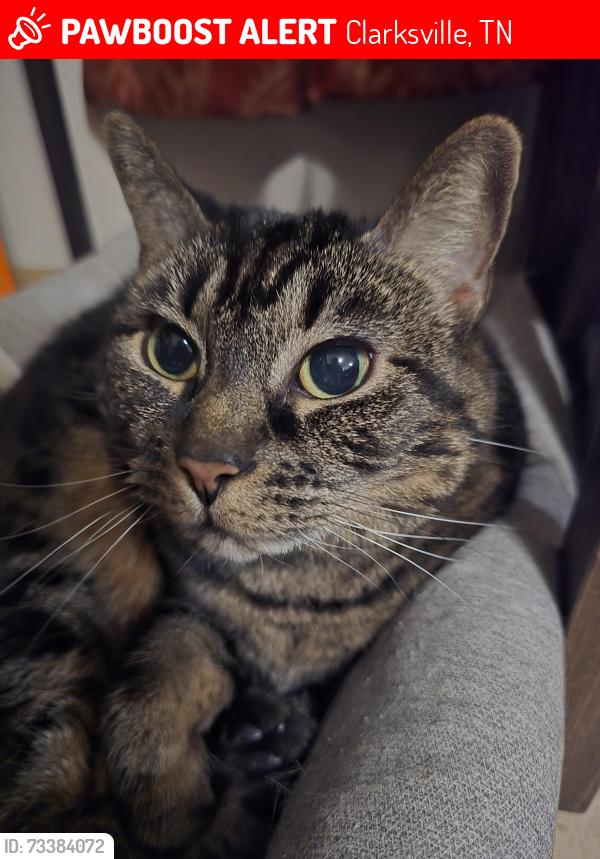 Lost Female Cat last seen Randell drive, Clarksville, TN 37044