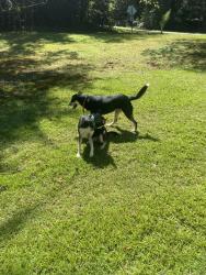Found/Stray Unknown Dog last seen Hwy 11 & N Glassy Mountain Road, Landrum, SC 29356