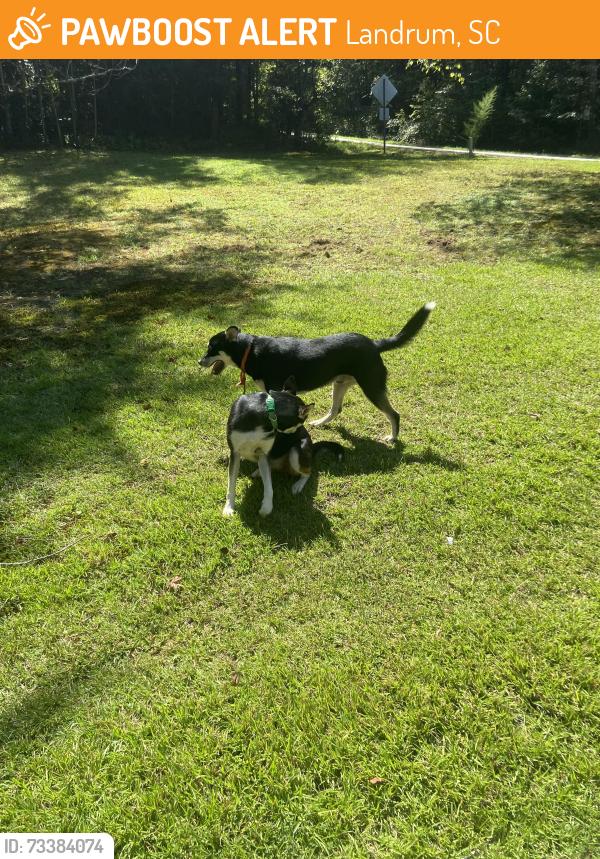Found/Stray Unknown Dog last seen Hwy 11 & N Glassy Mountain Road, Landrum, SC 29356