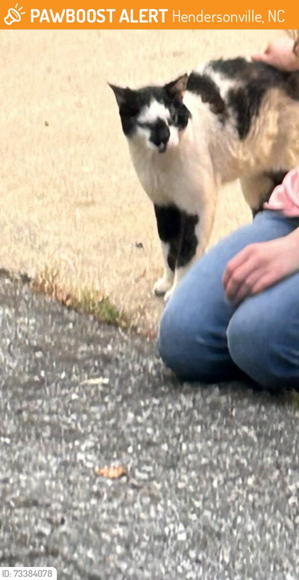 Found/Stray Unknown Cat last seen Near e Mountain View st, Hendersonville, NC 28739