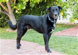 Lost Female Dog last seen Near Crow Rd, Merlin, OR, Merlin, OR 97532