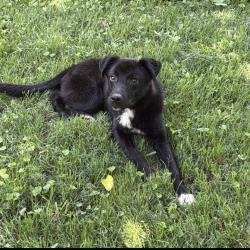 Lost Male Dog last seen Fleming Road by Guilford College, Greensboro, NC 27410