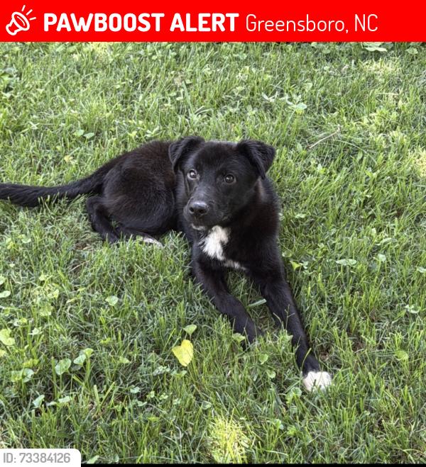 Lost Male Dog last seen Fleming Road by Guilford College, Greensboro, NC 27410