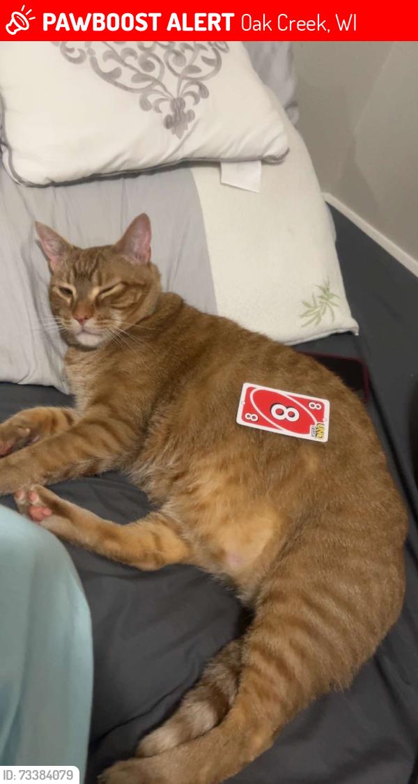 Lost Male Cat last seen Shepherd, Oak Creek, WI 53154