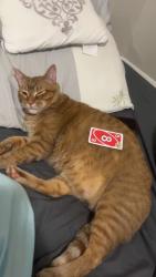 Lost Male Cat last seen Shepherd, Oak Creek, WI 53154