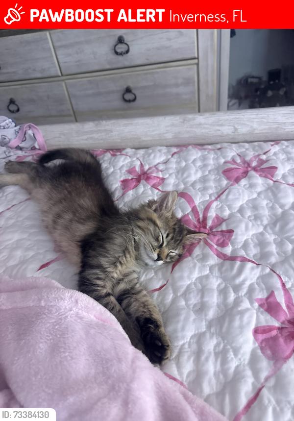 Lost Male Cat last seen Near wayside park & boat ramp, Inverness, FL 34452