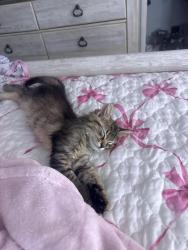 Lost Male Cat last seen Near wayside park & boat ramp, Inverness, FL 34452