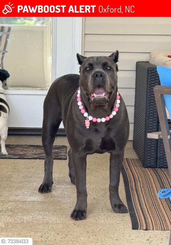 Lost Female Dog last seen Near hight rd, Oxford, NC 27565