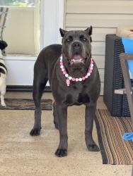 Lost Female Dog last seen Near hight rd, Oxford, NC 27565