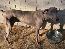 Found/Stray Female Dog last seen Wedgwood and Welch, Fort Worth, TX 76133