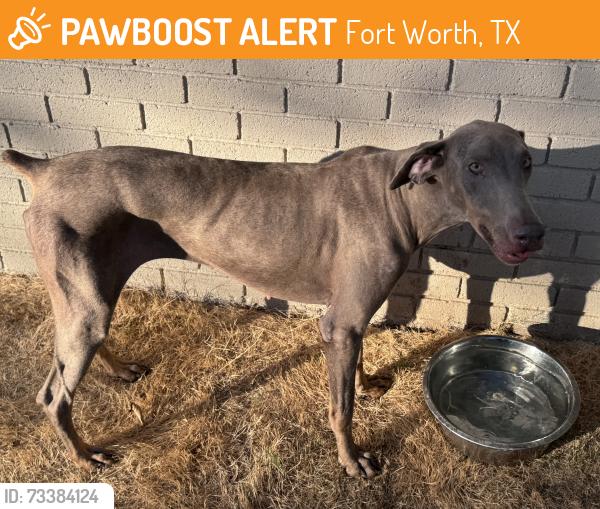 Found/Stray Female Dog last seen Wedgwood and Welch, Fort Worth, TX 76133